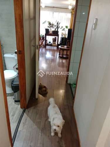 CASA Julio Cesar / Lápiz Lazuli