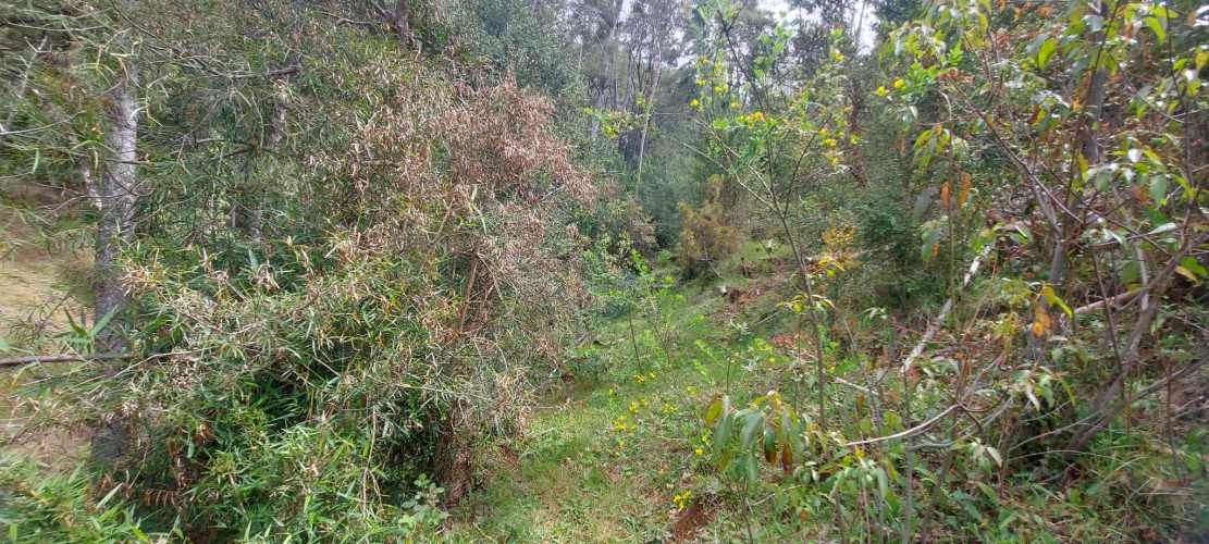 Linda parcela 1 hectárea con bosque a 10 min de Valdivia, agua y luz
