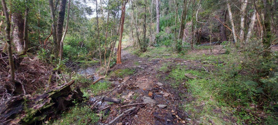 Linda parcela 1 hectárea con bosque a 10 min de Valdivia, agua y luz