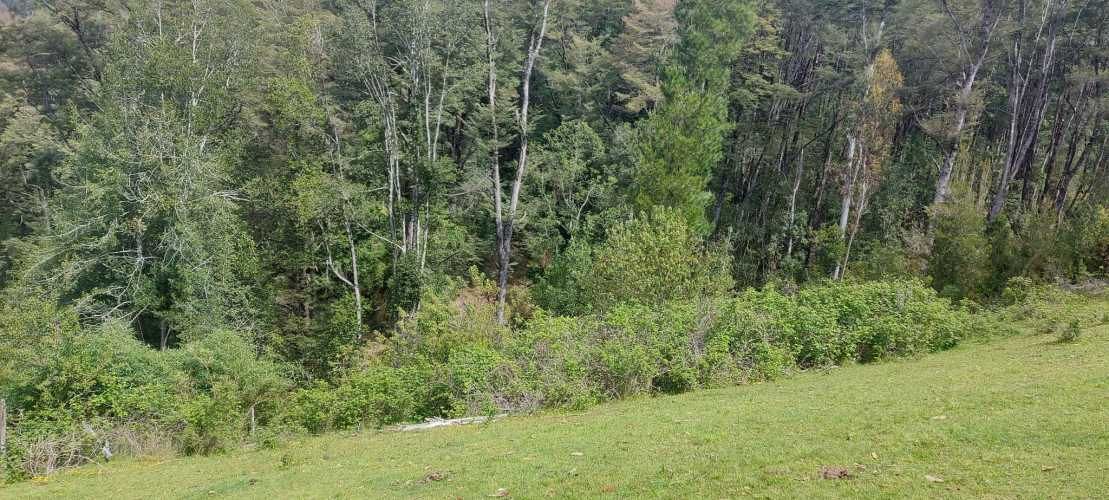 Linda parcela 1 hectárea con bosque a 10 min de Valdivia, agua y luz