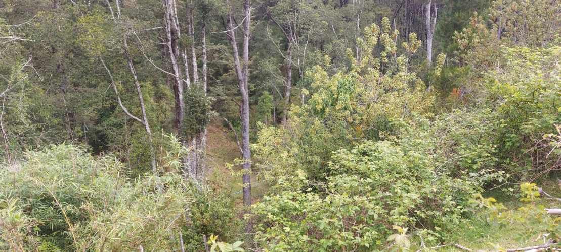 Linda parcela 1 hectárea con bosque a 10 min de Valdivia, agua y luz