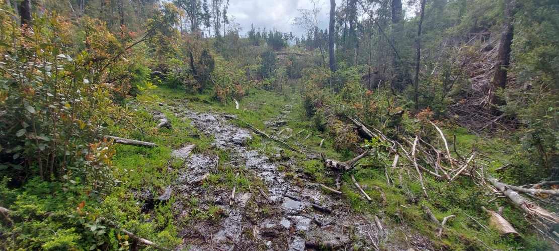 Linda parcela 1 hectárea con bosque a 10 min de Valdivia, agua y luz