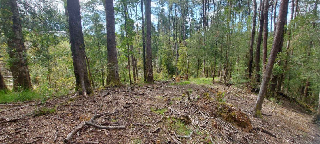 Linda parcela 1 hectárea con bosque a 10 min de Valdivia, agua y luz