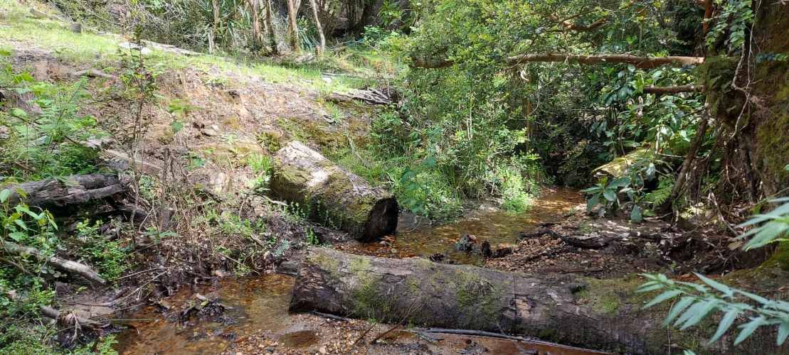 Linda parcela 1 hectárea con bosque a 10 min de Valdivia, agua y luz