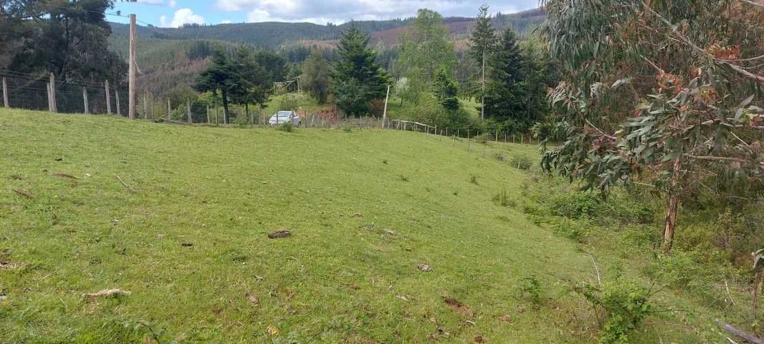 Linda parcela 1 hectárea con bosque a 10 min de Valdivia, agua y luz