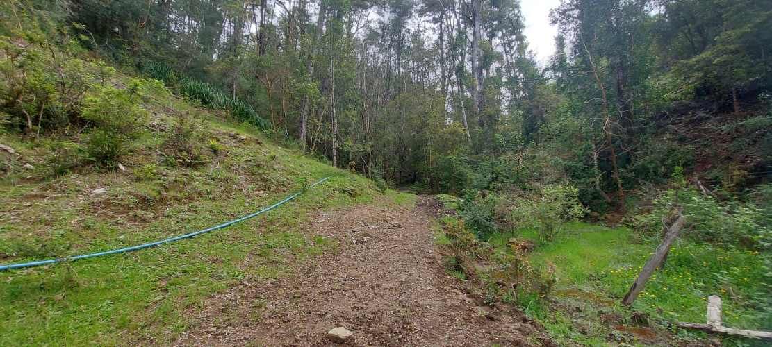 Linda parcela 1 hectárea con bosque a 10 min de Valdivia, agua y luz