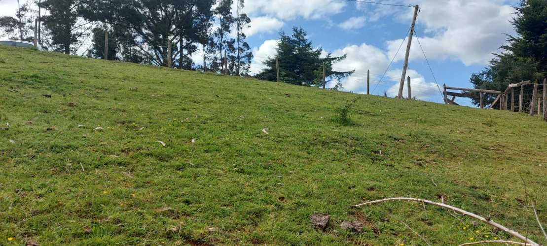Linda parcela 1 hectárea con bosque a 10 min de Valdivia, agua y luz