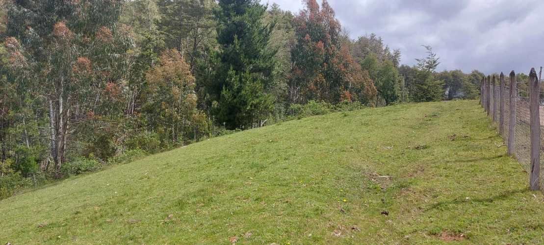 Linda parcela 1 hectárea con bosque a 10 min de Valdivia, agua y luz