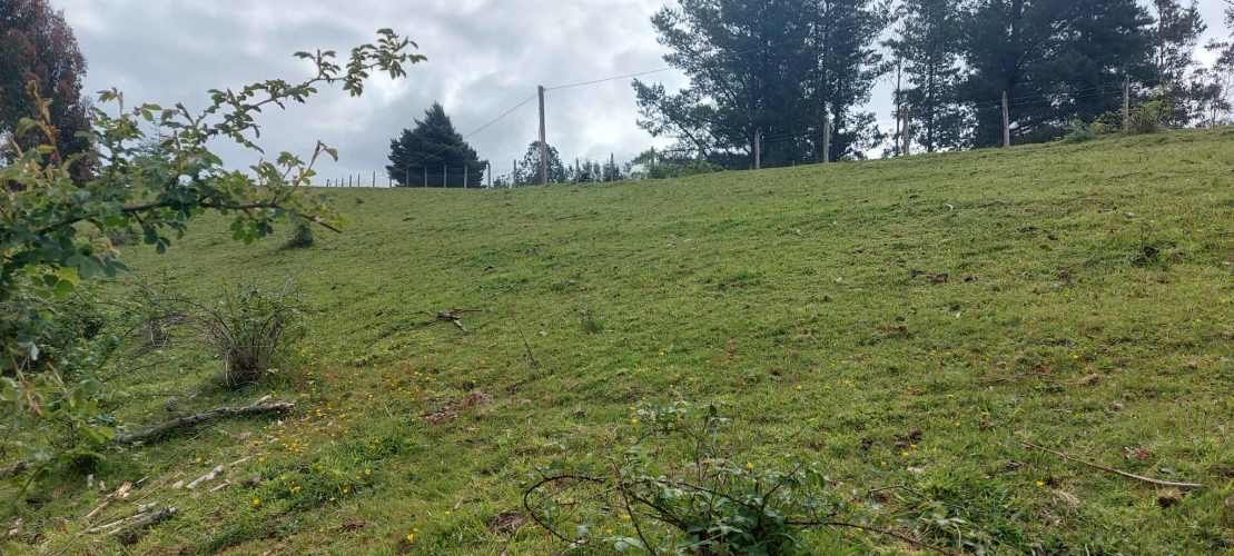 Linda parcela 1 hectárea con bosque a 10 min de Valdivia, agua y luz
