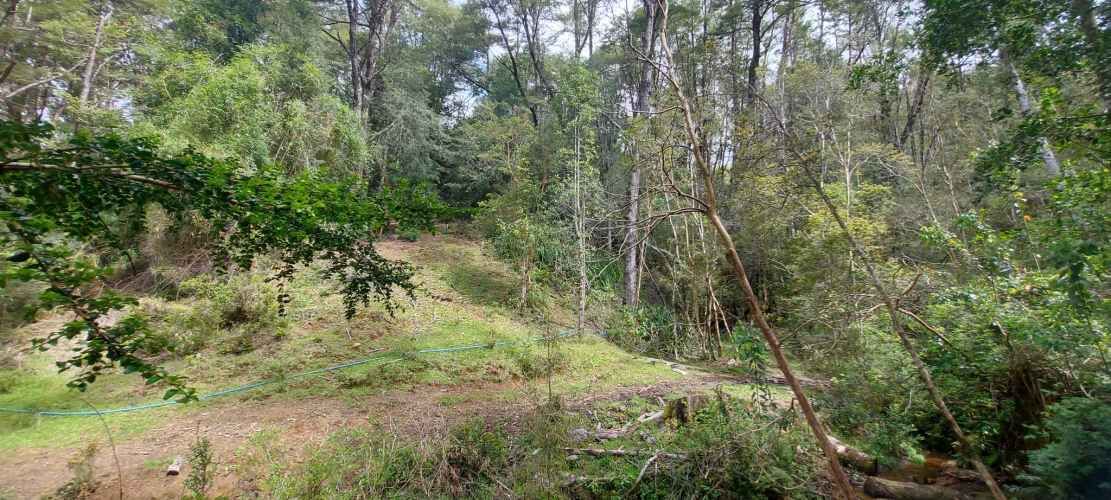 Linda parcela 1 hectárea con bosque a 10 min de Valdivia, agua y luz