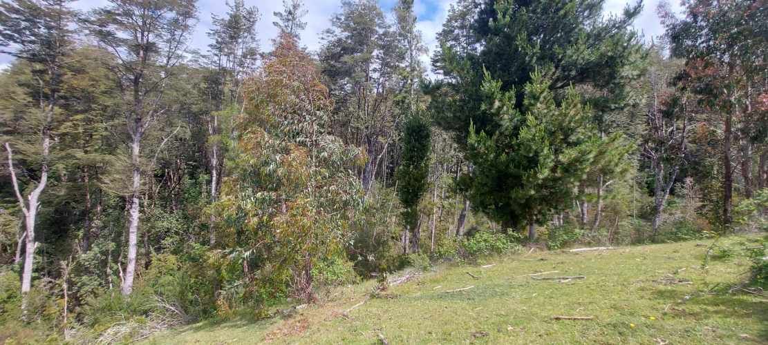 Linda parcela 1 hectárea con bosque a 10 min de Valdivia, agua y luz