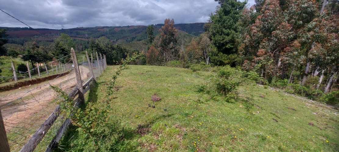 Linda parcela 1 hectárea con bosque a 10 min de Valdivia, agua y luz