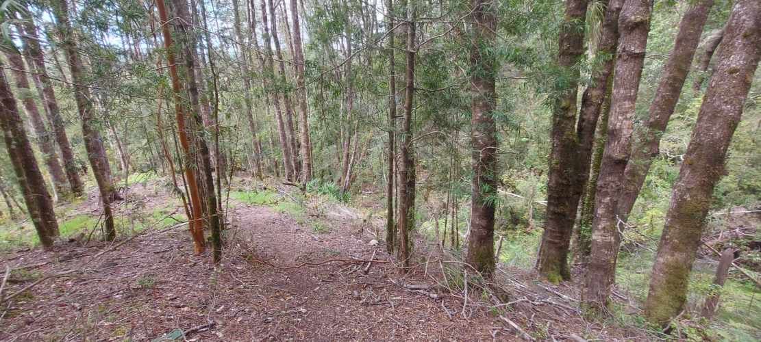 Linda parcela 1 hectárea con bosque a 10 min de Valdivia, agua y luz