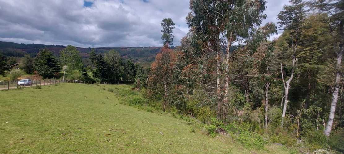 Linda parcela 1 hectárea con bosque a 10 min de Valdivia, agua y luz