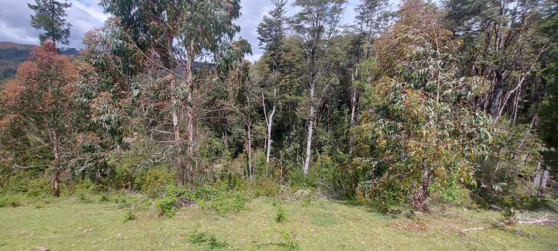Linda parcela 1 hectárea con bosque a 10 min de Valdivia, agua y luz