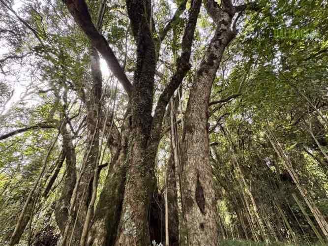 CASA Calcurrupe bajo