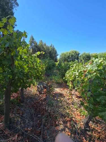 Parcela De 3.7 Hectárea A 10 Minutos De Santa Cruz