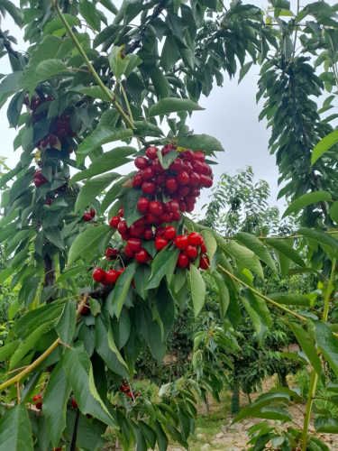 VENTA PARCELA 5000MTS Rancagua