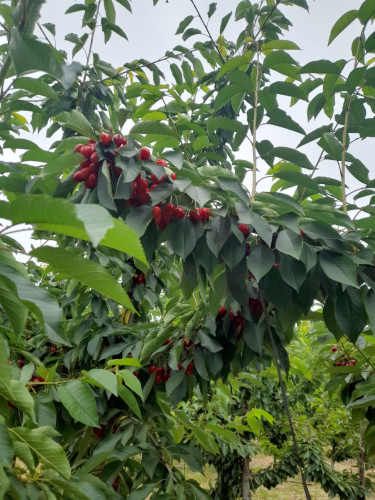 VENTA PARCELA 5000MTS Rancagua