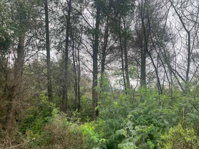 SE VENDE SITIO CERCA DE QUILLÓN