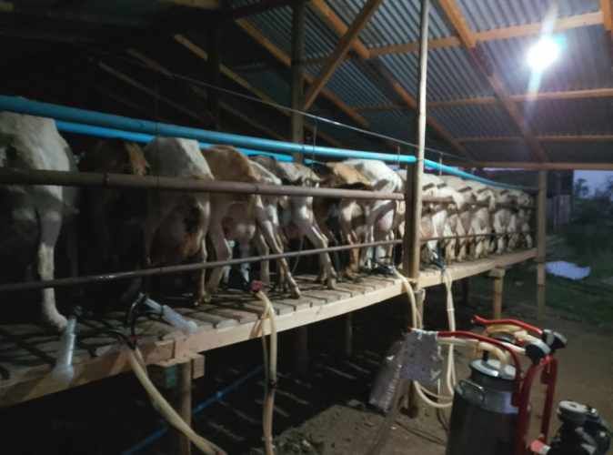 Venta de Cabras Lecheras