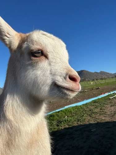 Venta de Cabras Lecheras