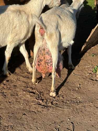 Venta de Cabras Lecheras