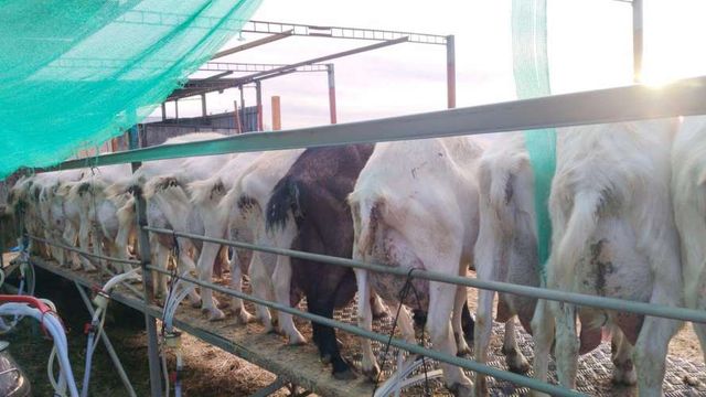 Venta de Cabras Lecheras