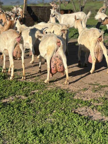 Venta de Cabras Lecheras