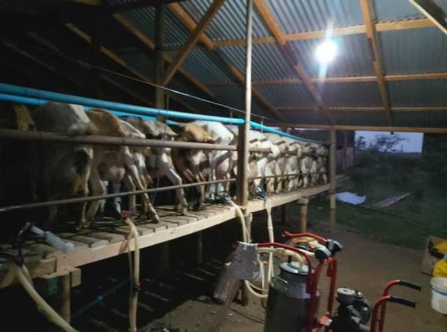 Venta de Cabras Lecheras