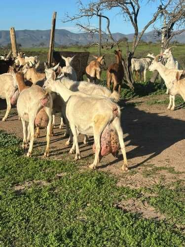 Venta de Cabras Lecheras