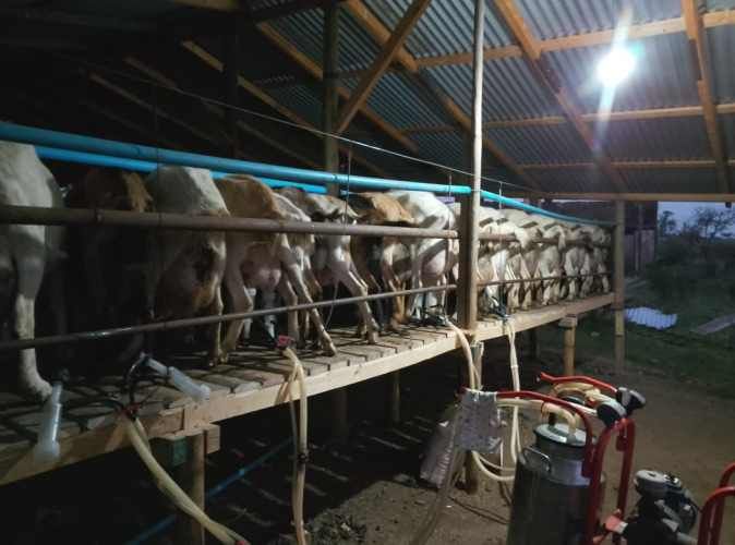 Venta de Cabras Lecheras