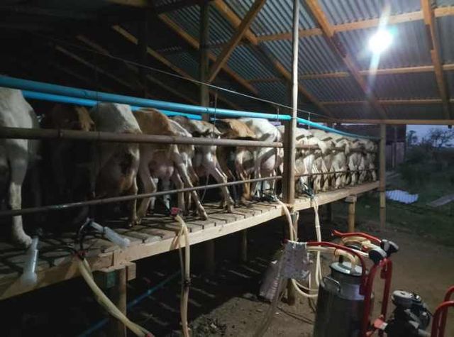 Venta de Cabras Lecheras