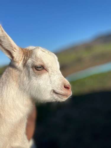 Venta de Cabras Lecheras