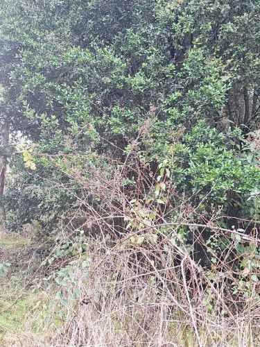 Oportunidad terreno de 5.10 hectáreas