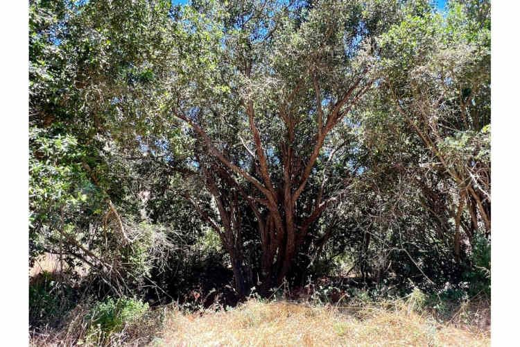 SE VENDE PARCELA EN SANTO DOMINGO - MATANZAS