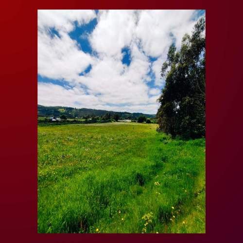 VENDO TERRENO 8.5 HECTAREAS, COMUNA DE CARAHUE. CODIGO #1008