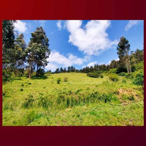 VENDO TERRENO 8.5 HECTAREAS, COMUNA DE CARAHUE. CODIGO #1008