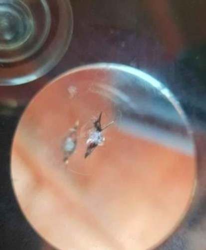 Reparacion de parabrisas domicilio