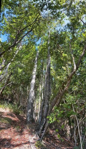 INCREÍBLE TERRENO EN LAGUNA PINEDA CONCEPCION