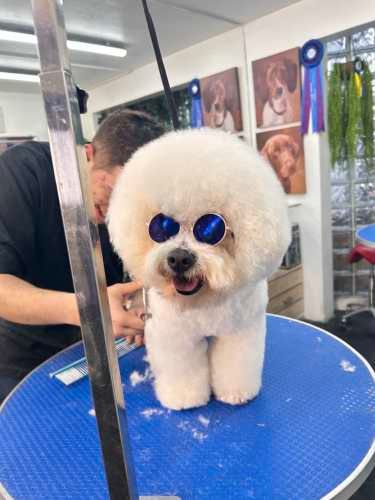 Peluquero canino