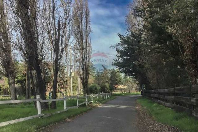 Imbatible $139,000,000 - algarrobo de batuco