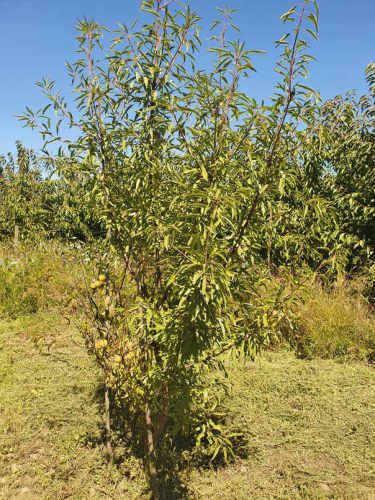 1 Ha, Terreno Agrícola Urbanizado - El Boldal, Curicó (vinos, ríos y cordillera a 2 hrs de Stgo.)