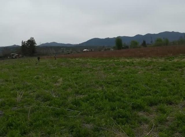1 Ha, Terreno Agrícola Urbanizado - El Boldal, Curicó (vinos, ríos y cordillera a 2 hrs de Stgo.)