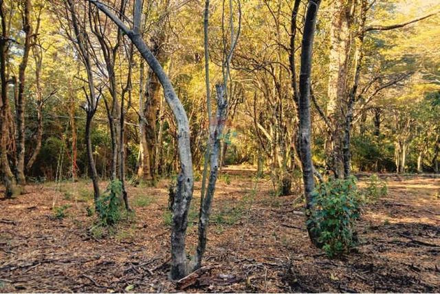 Venta parcela camino al volcán pucón