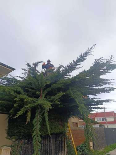 Se podan y talan arboles