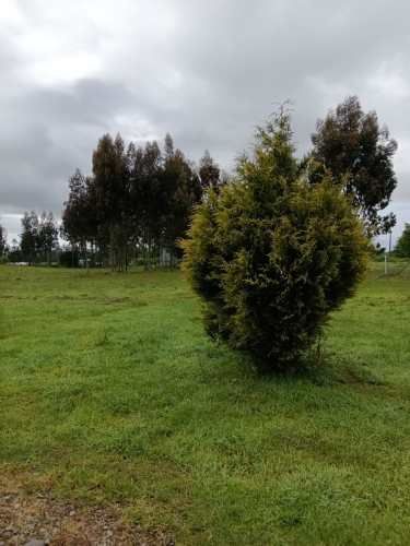 VENTA PARCELA 5000MTS Valdivia