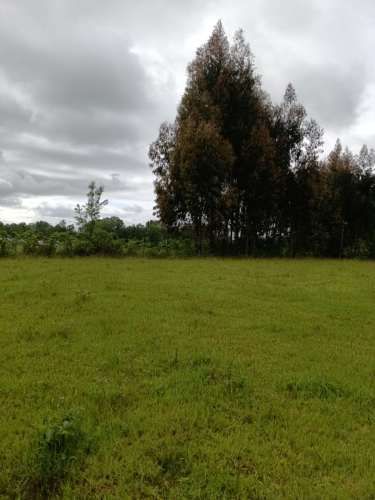 VENTA PARCELA 5000MTS Valdivia