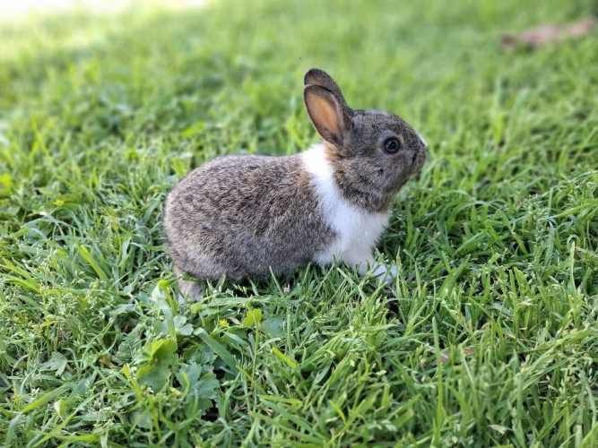 Criadero de conejos Lonquen
