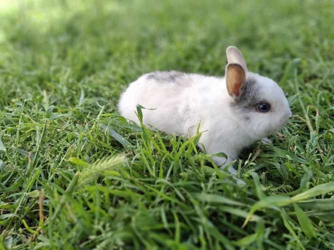 Criadero de conejos Lonquen